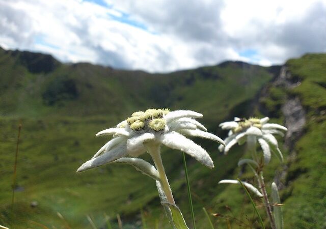 Come un edelweiss